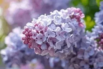 קונצרט גאלה של כוכבי אופרה ואופרטה